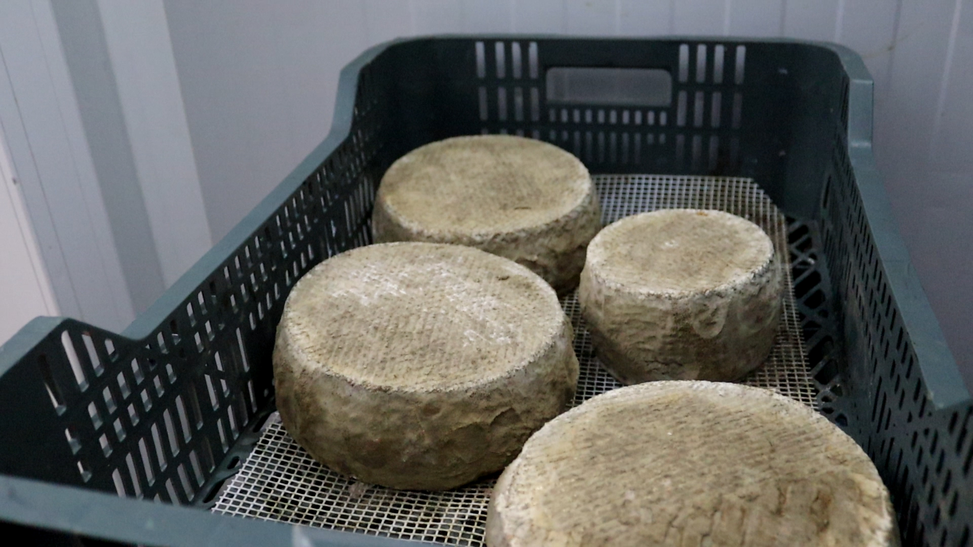 MedSNAIL_AoT_GoatCheese.jpg