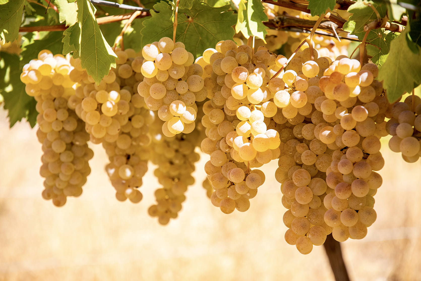 Grapes-67.jpg