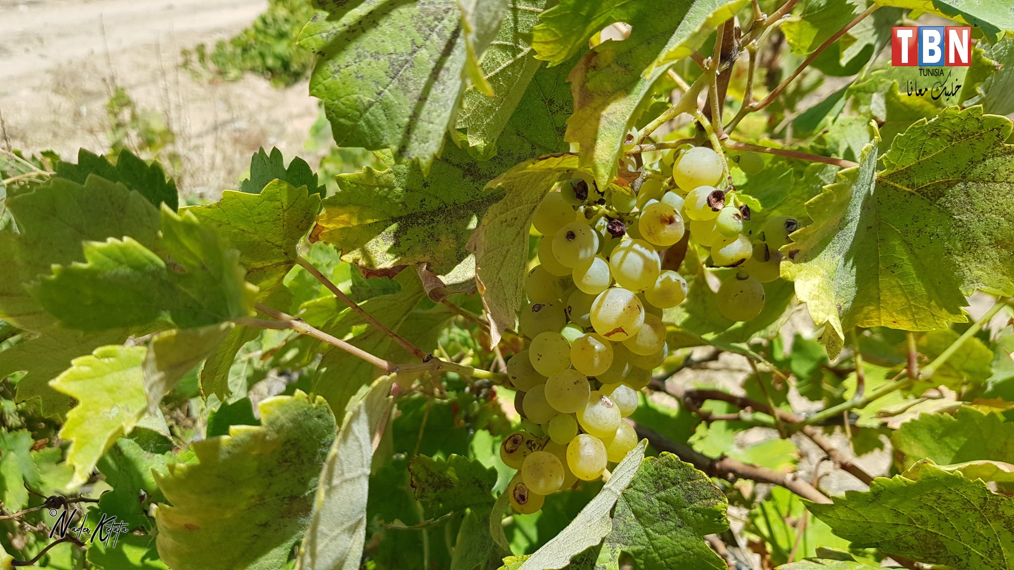 Kerkennah Asli Grape photos 1.jpg