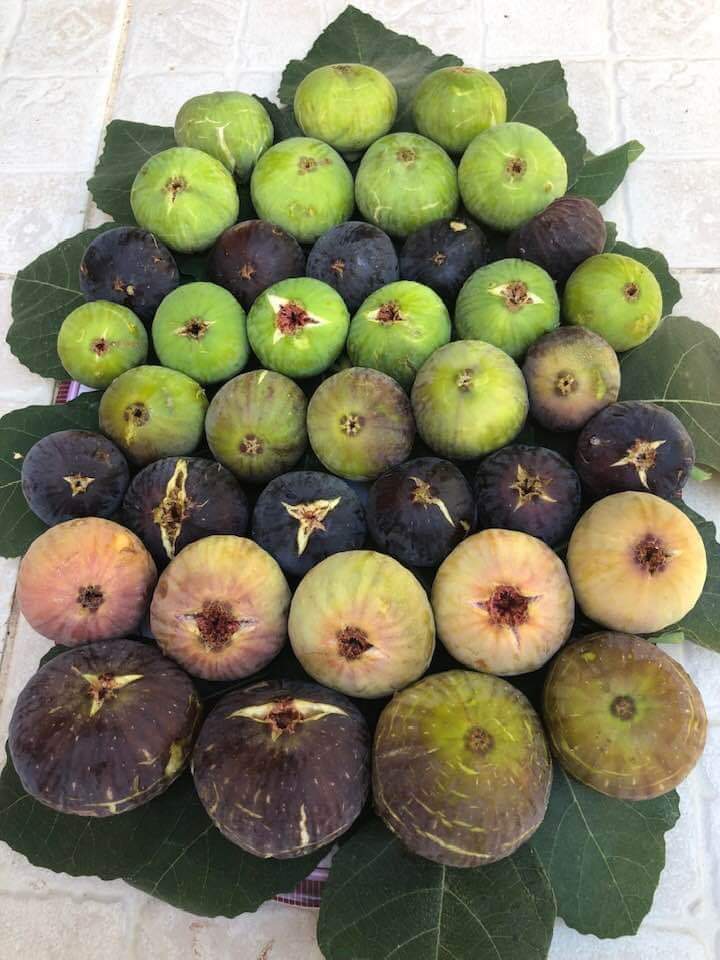 Figs.jpg