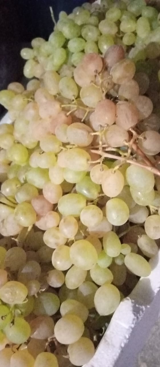 Salti grapes.jpg