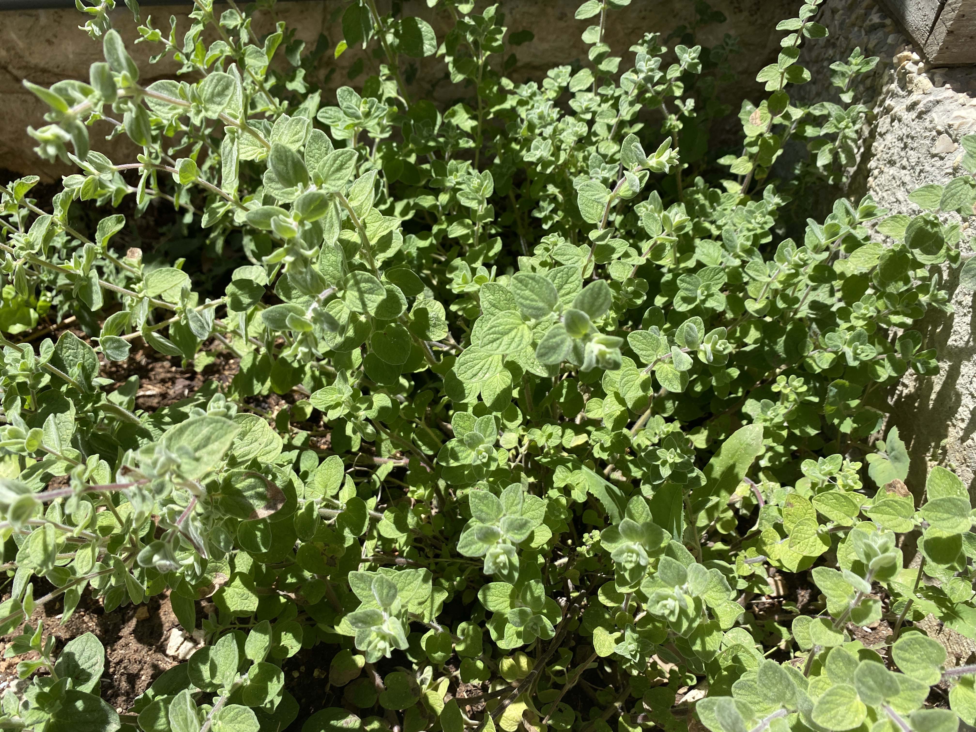 Zaatar Bari.jpg